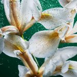 Carolina Herrera Emerald Musk Parfume 100ml - Image 3